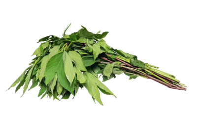 Sorrel